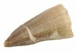 1 1/2" Fossil Mosasaur (Prognathodon) Teeth - Morocco - Photo 4